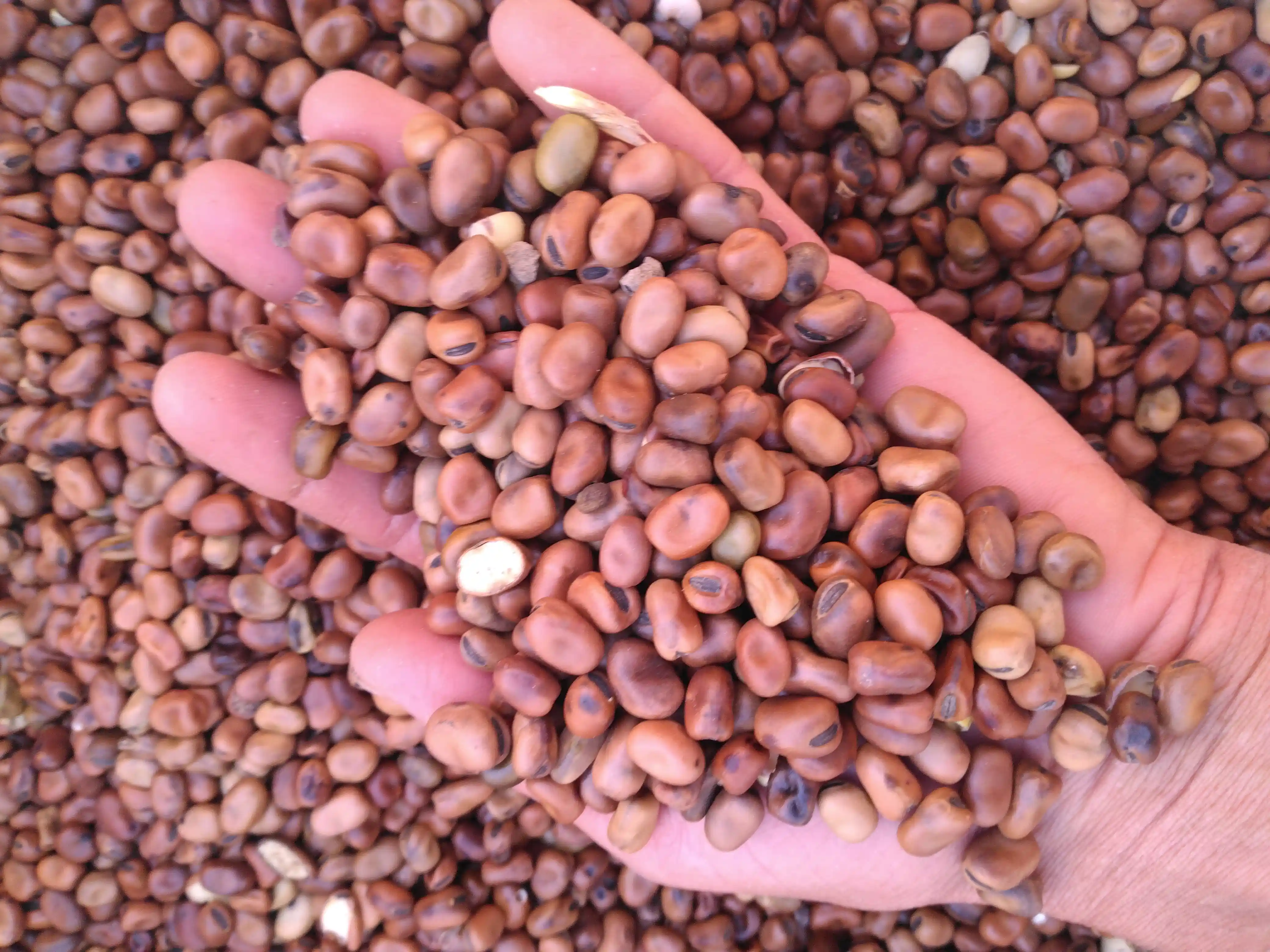 haricots-blancs-lingots